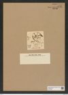 Asterodiscus johnsonii Ralfs. (de-Toni-Nr.: Genus 239, Species 5723) Zeichnungen Sammlung Grunow Nr. 9720 (NHMW-BOT-W0379666)